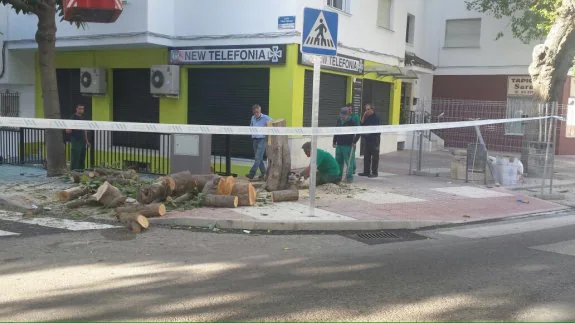 Operarios talan un árbol en la calle San Miguel de San Pedro. :: sur
