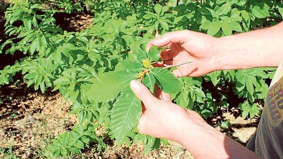 Un productor muestras una rama afectada.