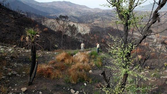 Uno de las zonas afectadas por el fuego en 2012.