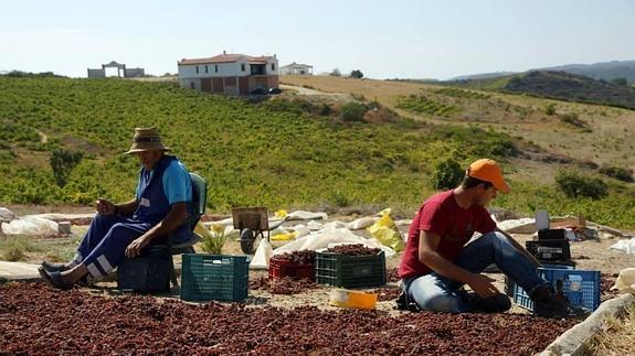 Manilva es el único municipio costero de la parte oriental de la provincia en donde la recogida de la uva está generalizada.