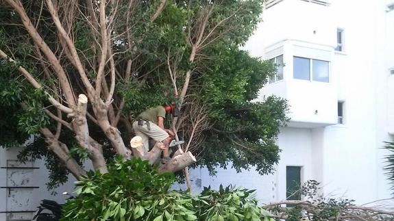 Los operarios cortando el árbol del edificio Miramar de Fuengirola.