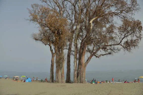 Aspecto actual que presentan los eucaliptos, ejemplares identitarios de la playa de San Pedro Alcántara. 