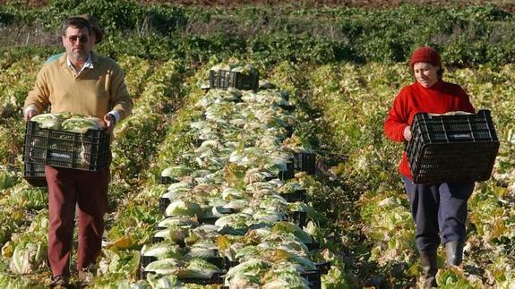 Uno de los sectores con más potencial de desarrollo es la agricultura ecológica. 