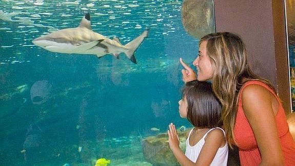 Sea Life Benalmádena celebra la Semana del Tiburón hasta el 18 de octubre