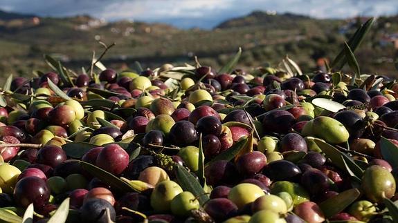 Aceitunas en el Molino de Monda.