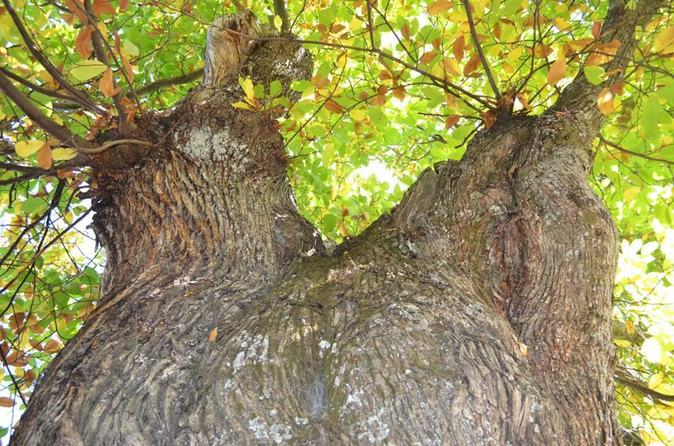 El castaño se encuentra en el sendero que une Cartajima con Parauta. 