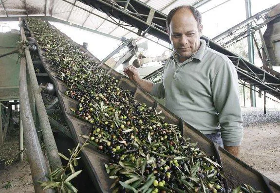 El olivar es el que mayor valor aportó en 2014 a la producción agraria de la provincia. 
