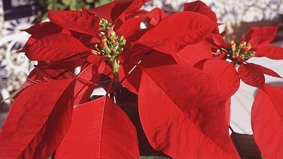 Todo lo que debes saber para cuidar el pascuero esta Navidad