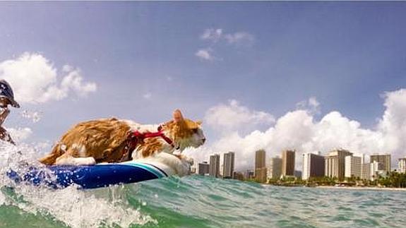 El gato surfero que encandila a las redes