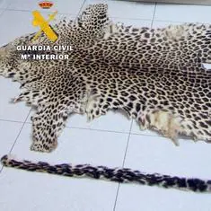Decomisan en Málaga tres abrigos una alfombra hechos con piel de y guepardo | Diario