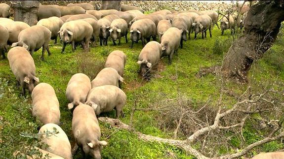 Durante la montanera, se atiborran de bellotas en las dehesas extremeñas antes de ir al matadero. De allí saldrán convertidos en los mejores jamones del mundo
