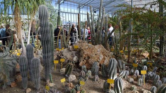 Invernadero del jardín de cactus Mora I Bravard.