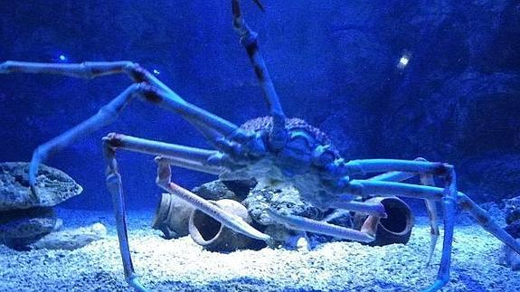 El cangrejo más grande del mundo, en Sea Life Benalmádena