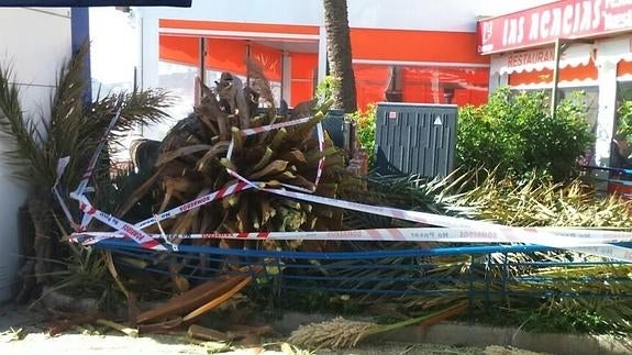 Palmera caída en Pedregalejo