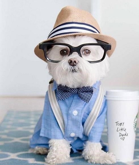 Toby, el perro hipster de Instagram