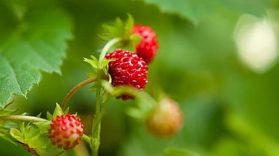 El mayor productor de fresas salvajes de España está en la Axarquía