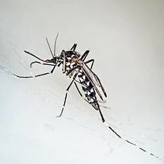 El mosquito tigre tiene rayas blancas en el cuerpo.