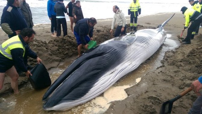 Cría de ballena encontrada la semana pasada en Ayamonte, Huelva. (Imagen de archivo.)