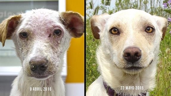 El antes y el después del perrito Leki. 