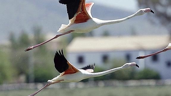 Flamencos en Fuente de Piedra. 