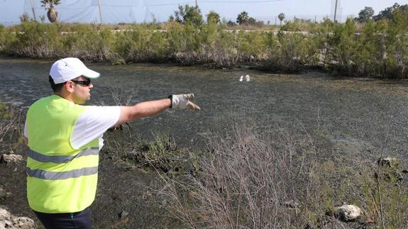 Un técnico lanza pastillas de insecticida a un arroyo situado junto al campo de golf.