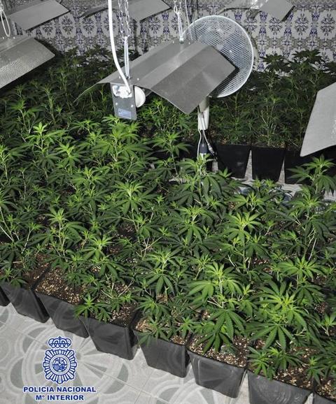 Detenido un matrimonio que ocupó una casa para montar un laboratorio de marihuana en Vélez-Málaga