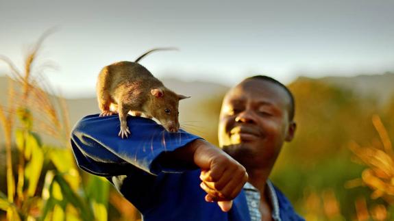 Abu Chinarine se dedica a desactivar minas antipersonas ayudado de ratas gigantes africanas como la de la imagen. 