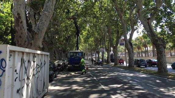 Una grúa retiraba ayer la gran rama amenazante. 