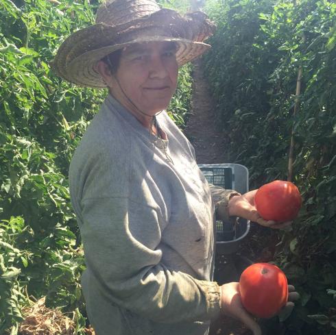 María es una de las productoras que ha apostado por el tomate con más superficie de cultivo. 