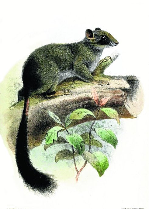 Recreación de 1898 del aspecto de la ardilla y el cuerpo de uno de los nuevos ejemplares aparecidos. :: Joseph Smit/Steven heritage