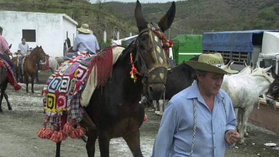 La XXI Feria de la Mula de Arenas reunirá a más de 150 equinos en homenaje a su labor