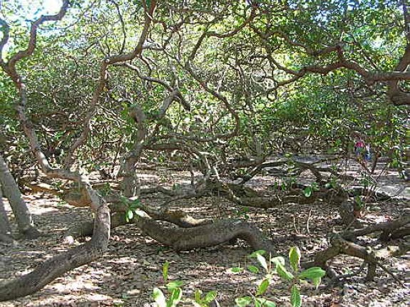 El árbol más grande de anacardo está en Brasil | Diario Sur El árbol más grande de anacardo está en Brasil | Diario Sur