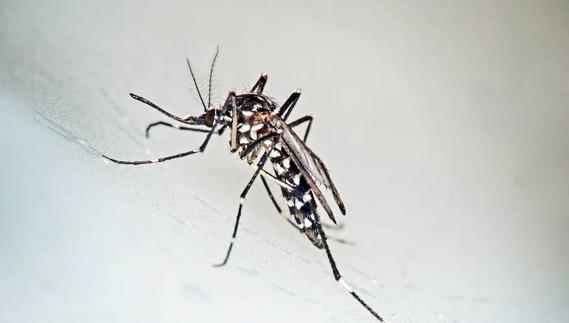 Las trampas permitirán analizar el número y las especies de mosquitos que pueden encontrarse en la zona.