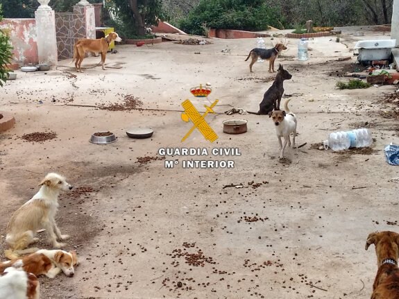 Perros encontrados en la finca del detenido. :: Guardia Civil
