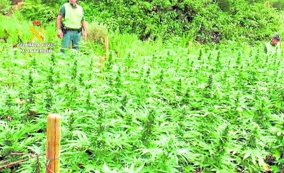 Las plantas se cultivaban en tres fincas de Benadalid y Jubrique. 