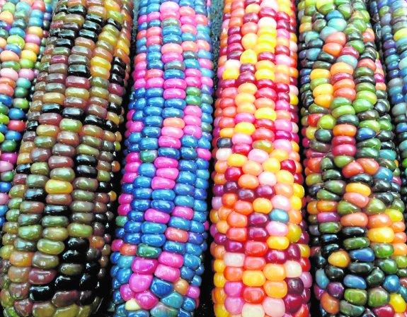 Glass Gem, el maíz de colores