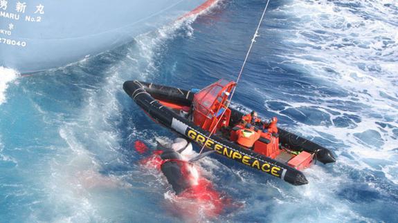 Una lancha ecologista trata de impedir el arponeamiento de un cetáceo por un ballenero japonés.