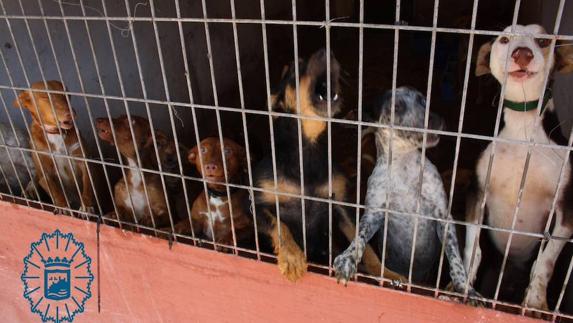 Detectan irregularidades en una residencia canina de Málaga