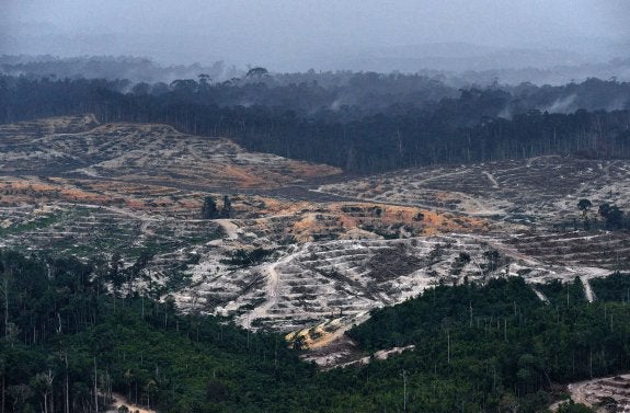 El consumismo precipita la extinción de especies en todo el planeta