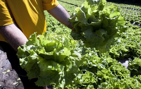 Este vegetal, al que acudimos cuando nos prometemos comer sano y ligero, ha evolucionado mucho durante la historia.