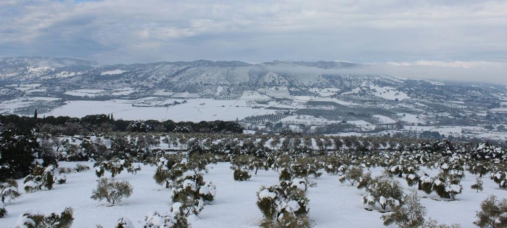Foto de esta mañana del Parque de la Alameda, en Ronda.