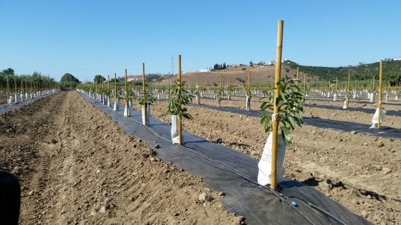 Salsa refuerza su apuesta por el cultivo de aguacates y suma ya 80 hectáreas