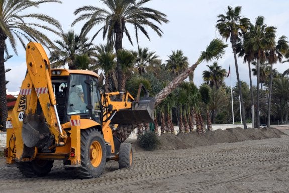 MEDIO CENTENAR DE EUCALIPTOS Y PALMERAS PARA LA PLAYA
