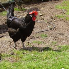 Así es la gallina andaluza sureña que compite desde hoy en Coín