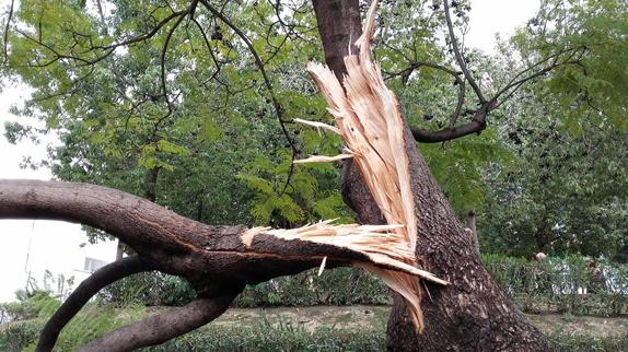 Árboles con ramas truncadas 