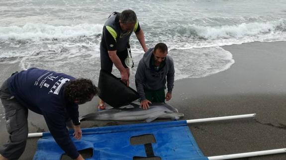 José Bermúdez, durante el rescate del animal. 