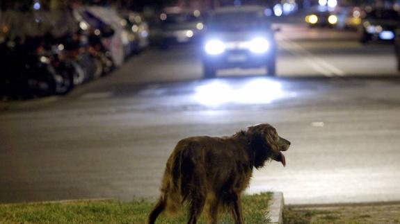 Así funciona Wizapet, la aplicación móvil para encontrar mascotas perdidas