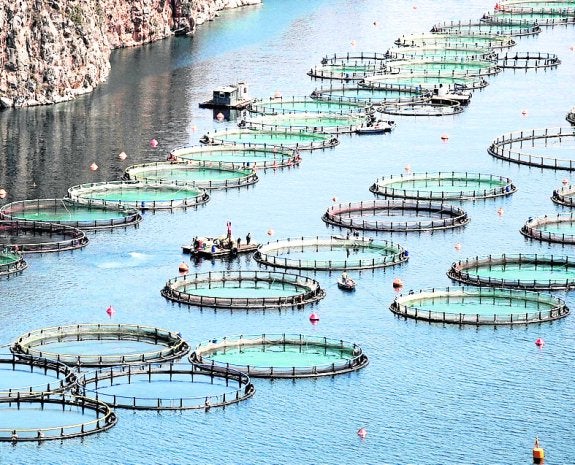 El pescado de piscifactoría
