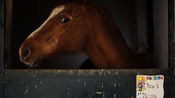 El refugio de los caballos de Málaga lanza un SOS para pedir ayudas y voluntarios