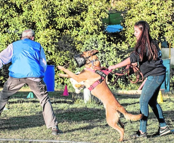 Un perro de protección entrenando maniobras de disuasión en RayoCan, Alhaurín de la Torre. 